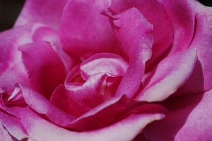 Heart Of Pink Rose